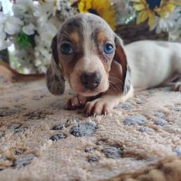Everly - Dapple female Dachshund puppy in Hudson, Michigan from Mittentail Kennel Miniature Dachshunds & Australian Shepherds