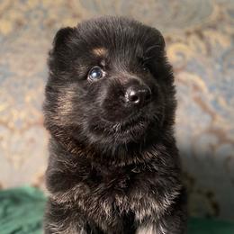 Green collar boy - Black and red male German Shepherd puppy in Coleta, Illinois from Four Leaf Farm- Vom Vierblättriges Bauernhof