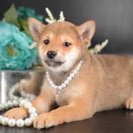 Boy 1 - Red male Shiba Inu puppy in Neosho, Missouri from Sunny Terrace Shibas