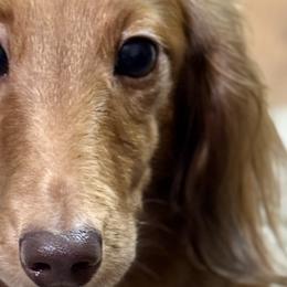 Dachshunds from Gabriela Petit