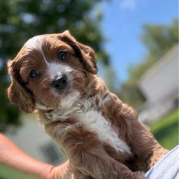 Boy 2 - Red male Cavapoo puppy in Kerman, California from Myers Cavapoos