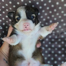 Boone - Sable male Pembroke Welsh Corgi puppy in Orrtanna, Pennsylvania from Mountain Top Shepherd's