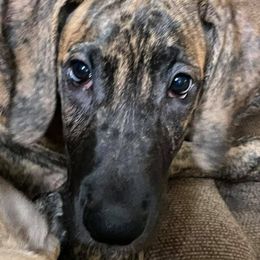 Great Danes from Joyel's Great Danes