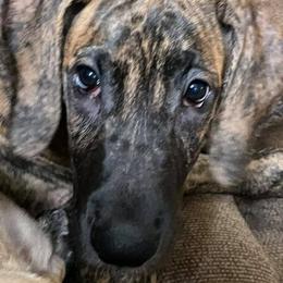 Great Danes from Joyel's Great Danes