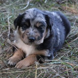 Girl 1 - Miniature Australian Shepherd puppy from HaVen Homestead Miniature Australian Shepherds