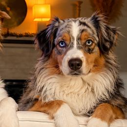 Australian Shepherds from Legacy Water Australian Shepherds