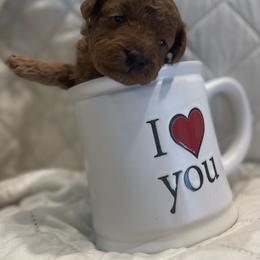 Miniature Schnauzer, Poodle, and Yorkshire Terrier Puppies from Copper Rose Farm