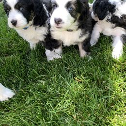 Aussiedoodle Puppies from North Idaho Miniature Aussiedoodles