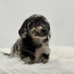 Kodi - Dapple male Dachshund puppy in Litchfield, Illinois from Charmm Dachshunds