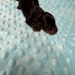 Budgie - Black and tan female Dachshund puppy in Palm Bay, Florida from Anastasia’s Royal Weenies
