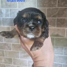 Maxwell - Black and tan male Cavalier King Charles Spaniel puppy in Caledonia, Michigan from Magnolia Acres