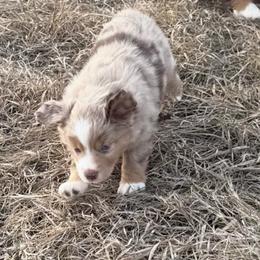 Beau - Red merle male Miniature Australian Shepherd puppy in Pinnacle, North Carolina from Higher Elevations Mini Aussies