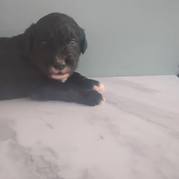 Pearl - Black and white female Aussiedoodle puppy in Apache Junction, Arizona from Loving Doodle