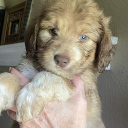 Blue - Sable male Assorted Doodle Crosses puppy in Fort Bend County, Texas from Tx Super Doodles