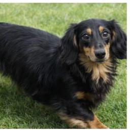 Jewel - Dachshund