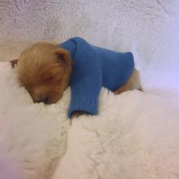 Forrest - Apricot male Goldendoodle puppy in Millville, California from Hope Lane Kennels