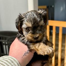 Hershey - Black and tan male Yorkshire Terrier puppy in Winder, Georgia from Empire Yorkies