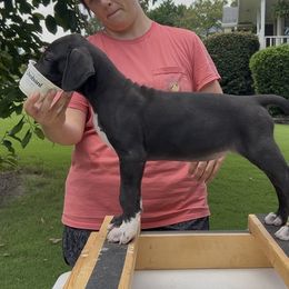 Journey - Black and white female Great Dane puppy in Rome, Georgia from Kaitlin Cunningham