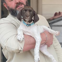 German Shorthaired Pointer Puppies from TTR GSP TopDog Kennels