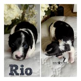 Rio - Black and tan male Dachshund puppy in Kemp, Texas from Koli Acres