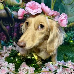 Strudel - Dachshund