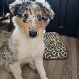 Jade - Blue merle white and tan female Collie puppy in Carencro, Louisiana from Cajun Bayou's Collies LLC