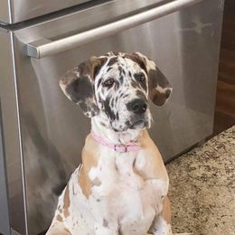 Dolly - Great Dane