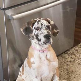 Dolly - Great Dane