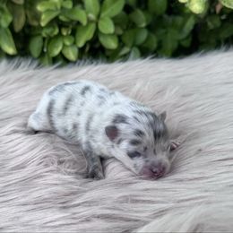 Aspen - Blue merle female Pomeranian puppy in Sandia, Texas from Broken Arrow Poms