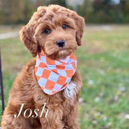 Josh - Red  male Goldendoodle puppy in Murfreesboro, Tennessee from Cherry Lane Farm Doodles