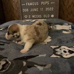 American Corgi Puppies from Mac-Kuz Kennels