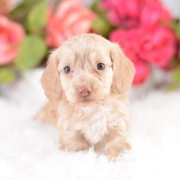Mary -- FULL AKC Cream Silky - Cream female Dachshund puppy in Neosho, Missouri from A Walk In The Park