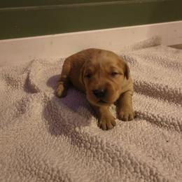 Snowflake (3rd pick female) - Golden female Golden Retriever puppy in Tenino, Washington from Oak River Goldens'