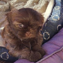 Suzy Q - Liver female Shih Tzu puppy in Grand Prairie, Texas from R&R Shih-Tzus & Stud Services
