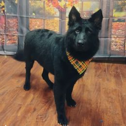 Ember - Black female German Shepherd puppy in Dallas, Pennsylvania from Mountainside German Shepherds