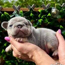 Klay - Blue male French Bulldog puppy in Renton, Washington from Laurel Canyon Kennels