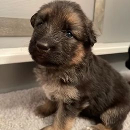 German Shepherds from Cascade King Shepherds