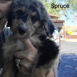 Linus AKA Spruce - Blue merle male Bernedoodle puppy in Dugway, Utah from Luv4Bernedoodles