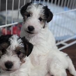 Wire Fox Terriers from Adrianna Shramenko