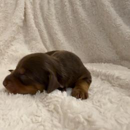 Girl 3 - Chocolate and tan female Dachshund puppy in Santa Maria, California from Central Coast Danes and Dachshunds
