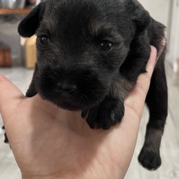 Boy 1 - Salt and pepper Miniature Schnauzer puppy in Santa Clarita, California from Santa Clarita’s Miniature Schnauzers