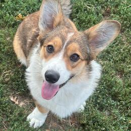 Cardigan Welsh Corgi puppies from KaloKalo Cardigans
