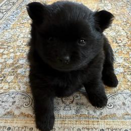 Nova - Black female Pomeranian puppy in Raymondville, Missouri from Pampered Pomskies