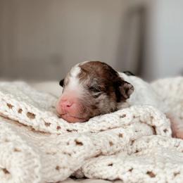Wasabi - Chocolate merle male Bernedoodle puppy in Maricopa, Arizona from Desert Ridge Doodles