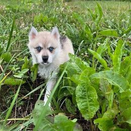 Gaia - Sable and white Siberian Husky puppy in Delta, Alabama from Gathering Rock Siberian Huskies