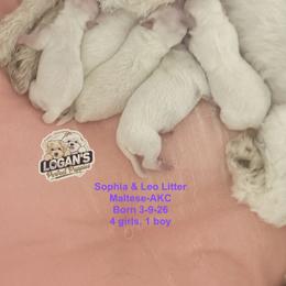 Male 1 - White male Maltese puppy in Paden, Oklahoma from Logan's Perfect Puppies