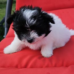 Evie - White female Maltese puppy in Terrell, Texas from PBJ Farms