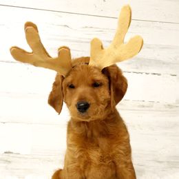 Goldendoodle, Labradoodle, Labrador Retriever, and Poodle Puppies from Katie K9