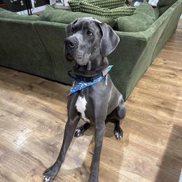 Whiskey - Blue male Great Dane puppy in Sac City, Iowa from Northern Great Danes of Colorado & Iowa
