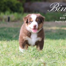 Bingley (RTM 1) - Red tri male Miniature Australian Shepherd puppy in Grandfield, Oklahoma from Hunt Farms Australian Shepherds